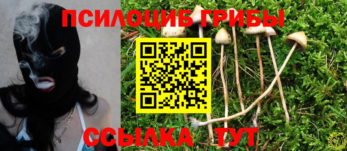 Шуя  Псилоцибиновые грибы прущие грибы  Вход с VPN 